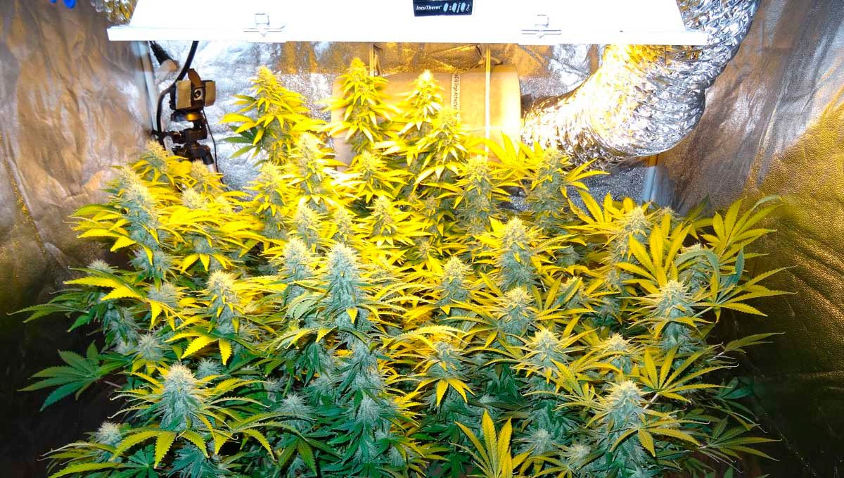 How to grow autoflower cannabis indoors: nutrients