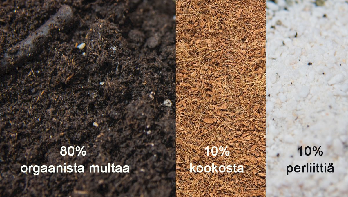 Paras multasekoitus aloittelijoille