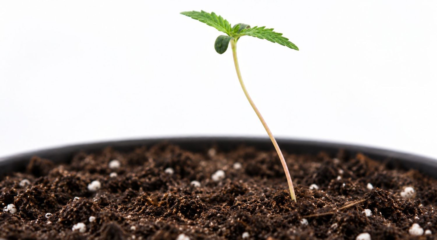 Langgezogener Cannabis-Sämling Langgezogener Cannabis-Sämling