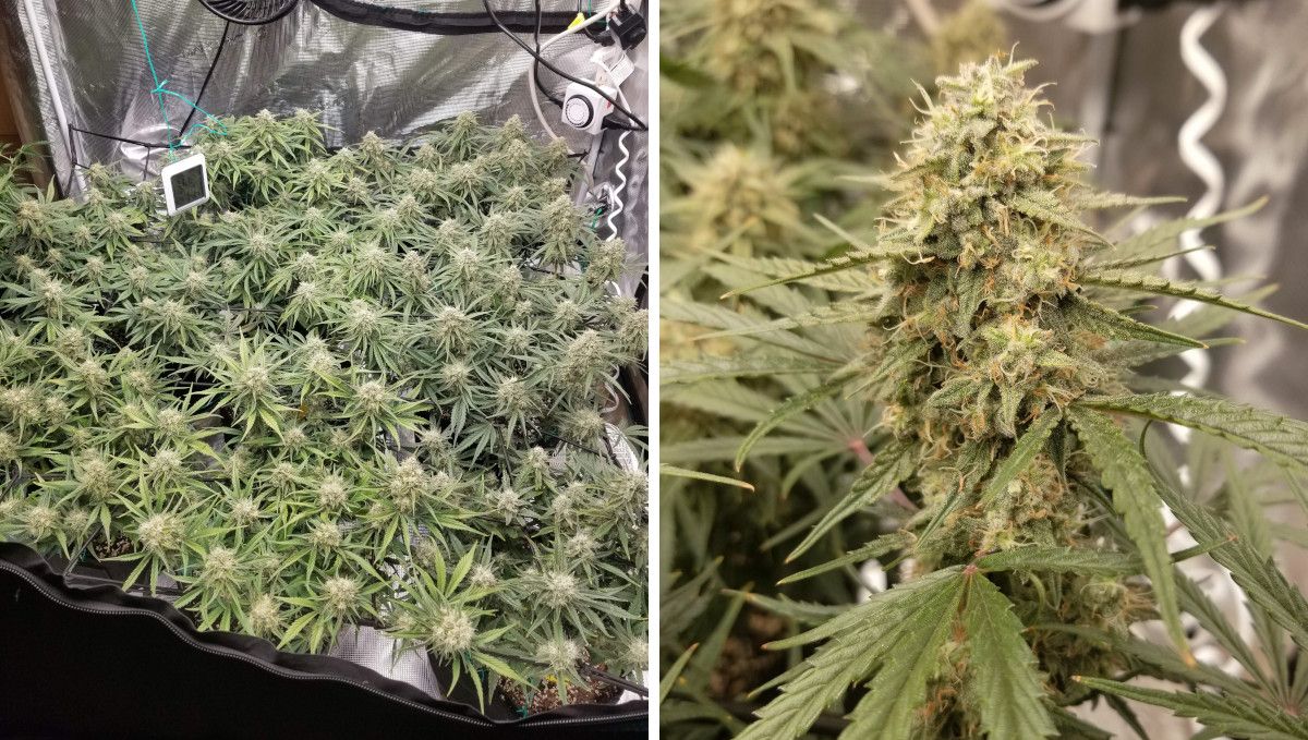 Skywalker OG Auto cannabis strain: mid flower (bulk phase) | weeks 8-9 | weed plants maturing in a medium-large SOG garden and a closeup of a cola Skywalker OG Auto cannabis strain: mid flower (bulk phase) | weeks 8-9 | weed plants maturing in a medium-large SOG garden and a closeup of a cola