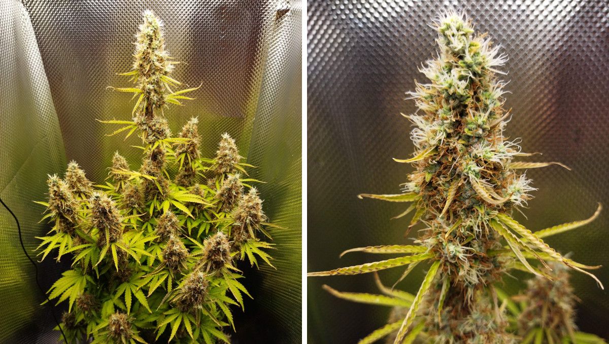 Auto Mazar cannabis strain: ripening and harvest | weeks 10 | a mature autoflower with fading leaves and medium-sized spongy colas plus a closeup of its main bud