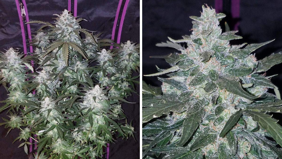 Pineapple Express Auto cannabis strain: mid flower (bulk phase) | weeks 8-9 | an almost mature autoflower and one of its colas Pineapple Express Auto cannabis strain: mid flower (bulk phase) | weeks 8-9 | an almost mature autoflower and one of its colas