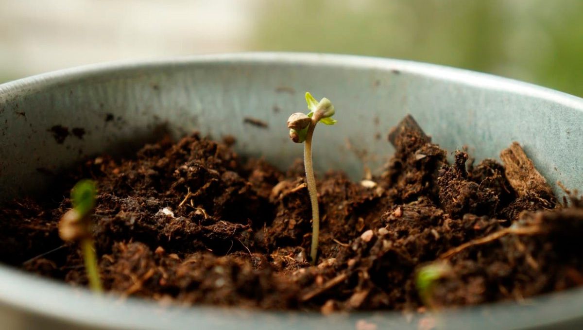How to grow autoflower cannabis indoors: germination