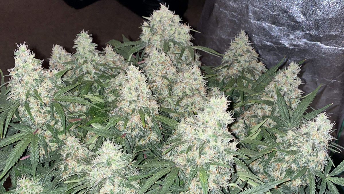 Skunk Auto Cannabis-Sorte Wochen-für-Wochen-Anleitung: Eine mehrtriebige Cannabispflanze mit dicken Colas, bei denen die meisten Blütenstempel noch weiß sind. Skunk Auto Cannabis-Sorte Wochen-für-Wochen-Anleitung: Eine mehrtriebige Cannabispflanze mit dicken Colas, bei denen die meisten Blütenstempel noch weiß sind.