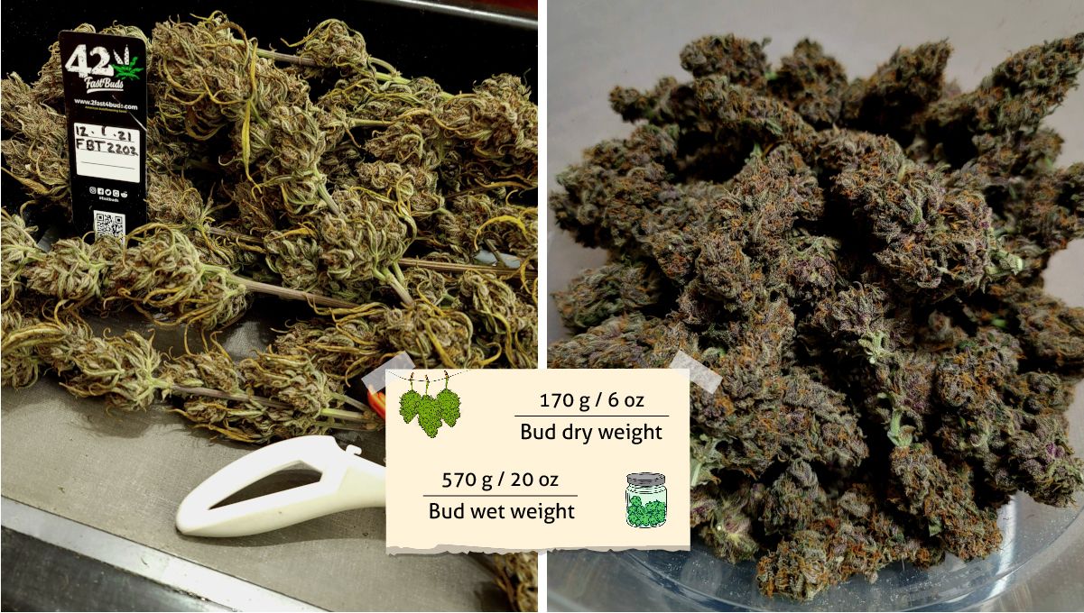 Banana Purple Punch Auto Cannabissorte: Ertrag | Eine sehr harzige lila Knospe, ungetrimmt und getrimmt Banana Purple Punch Auto Cannabissorte: Ertrag | Eine sehr harzige lila Knospe, ungetrimmt und getrimmt