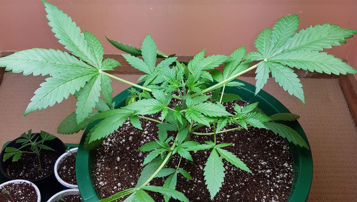 LSD-25 Auto cannabis strain: mid veg | weeks 3-4 | the growth has resumed after the topping