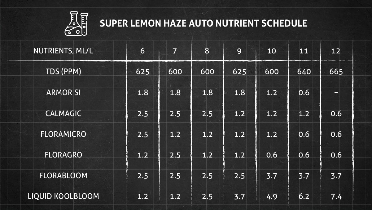 Super Lemon Haze Auto cannabis strain: feeding chart for the flowering stage Super Lemon Haze Auto cannabis strain: feeding chart for the flowering stage