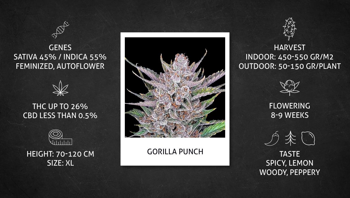 Gorilla Punch Auto cannabis strain: data sheet