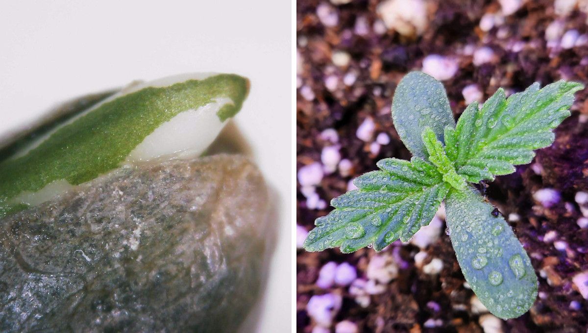 Strawberry Gorilla Auto Cannabissorte: Keimung und Keimlingsphase | Woche 1 | Ein aufbrechender Samen und ein Cannabiskeimling Strawberry Gorilla Auto Cannabissorte: Keimung und Keimlingsphase | Woche 1 | Ein aufbrechender Samen und ein Cannabiskeimling