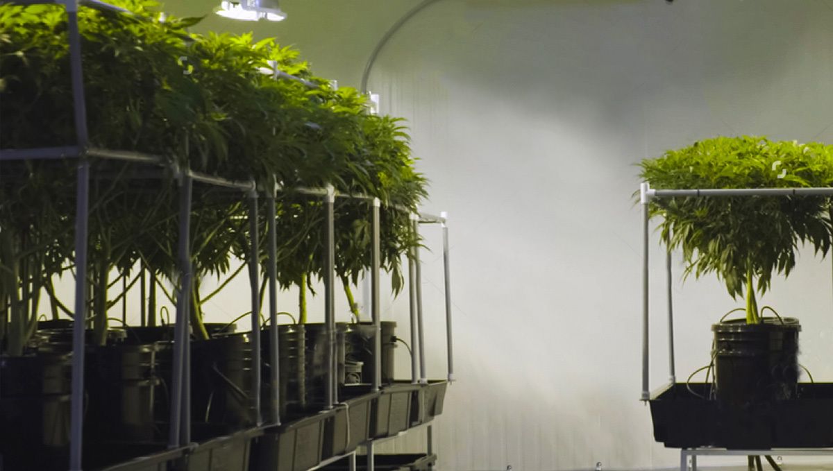 Wie man autoflowering Cannabispflanzen in Hydroponik-Systemen anbaut: Temperatur- und Feuchtigkeitskontrolle Wie man autoflowering Cannabispflanzen in Hydroponik-Systemen anbaut: Temperatur- und Feuchtigkeitskontrolle