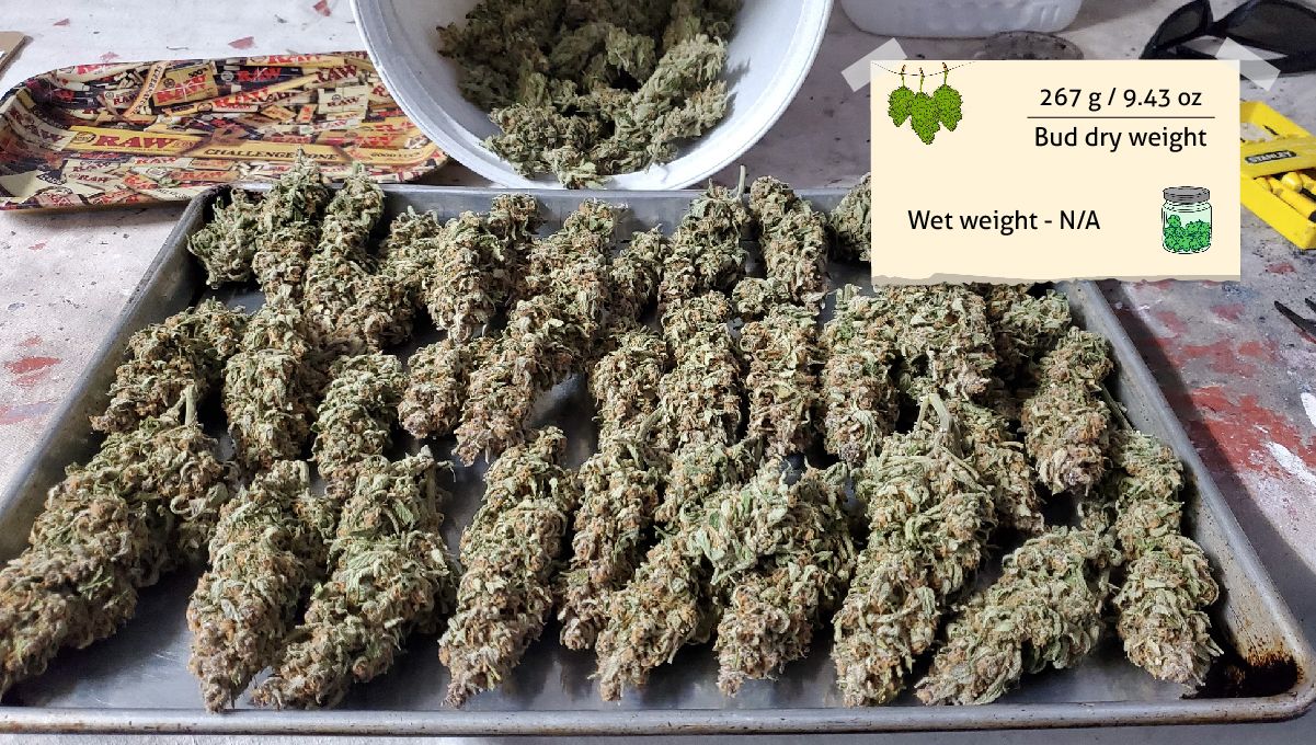 Gelato Auto Cannabis Strain Week-by-Week Guide: Grower A's outcome - A tray full of trimmed dry buds Gelato Auto Cannabis Strain Week-by-Week Guide: Grower A's outcome - A tray full of trimmed dry buds