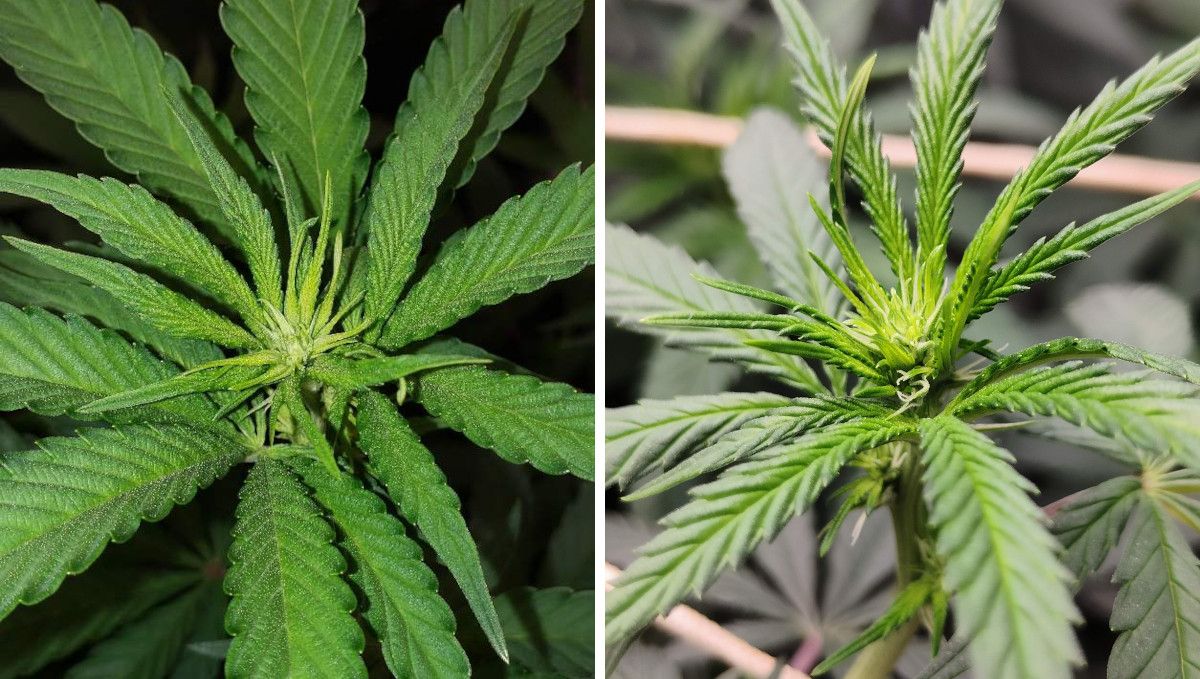 Tropicana Cookies FF cannabis strain: transition (pre-flower) | week 7 | the first signs of flowering on plant tops