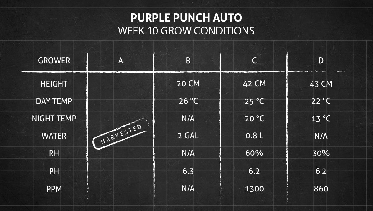 Purple Punch Auto Cannabis Strain Week-by-Week Guide: Week 10 grow conditions