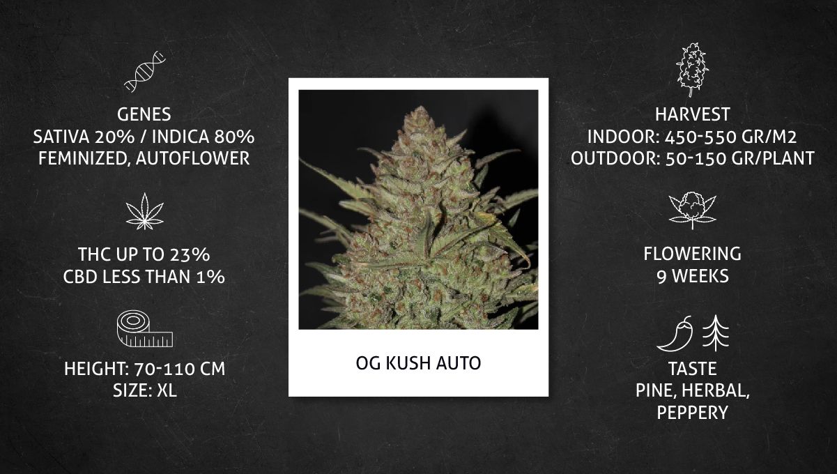 OG Kush Auto Cannabis Strain specs sheet