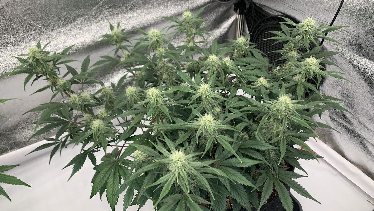 Strawberry Gorilla Auto Cannabissorte: Frühe Blüte | Wochen 6-7 | Innenraum-Marihuanapflanze von oben gesehen Strawberry Gorilla Auto Cannabissorte: Frühe Blüte | Wochen 6-7 | Innenraum-Marihuanapflanze von oben gesehen