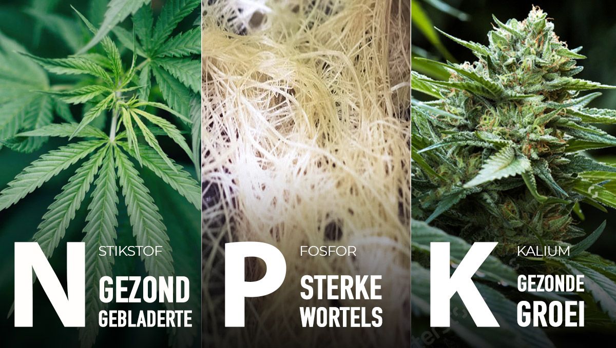 Het beste voedingsschema voor zelfbloeiende planten: Macrovoedingsstoffen in de vegetatieve fase Het beste voedingsschema voor zelfbloeiende planten: Macrovoedingsstoffen in de vegetatieve fase