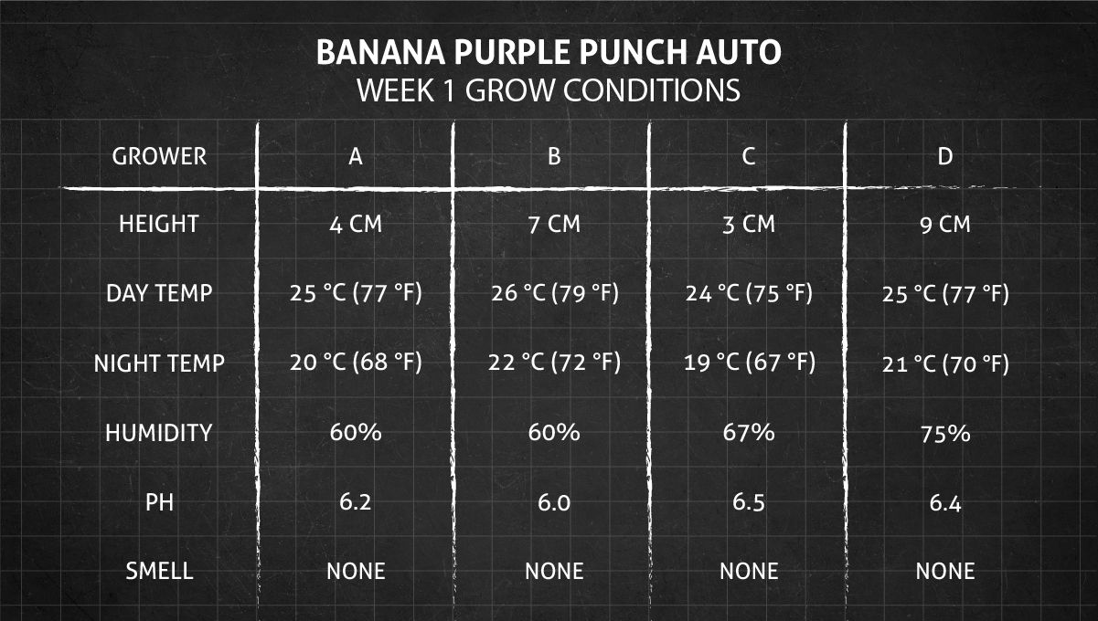 Banana Purple Punch Auto Cannabissorte: Woche 1 Wachstumsbedingungen Banana Purple Punch Auto Cannabissorte: Woche 1 Wachstumsbedingungen