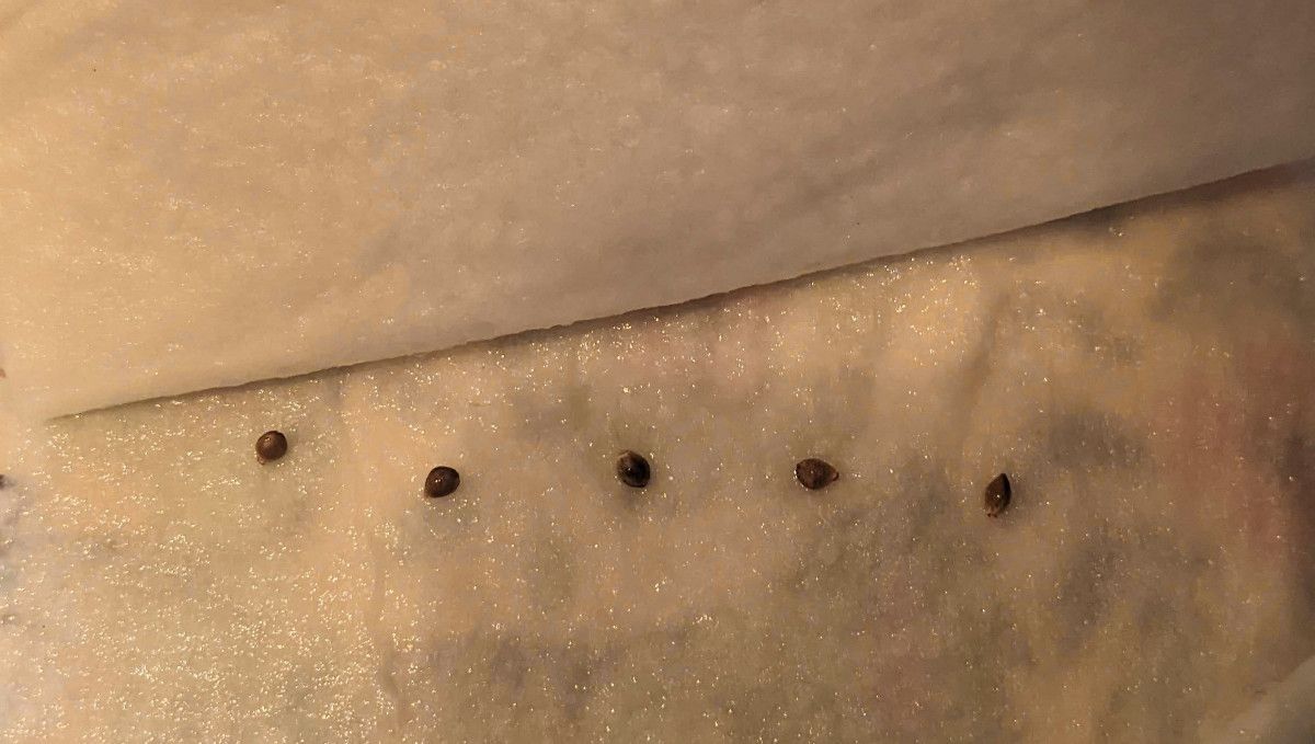 Banana Purple Punch Auto Cannabissorte: Keimung und Keimlingsphase | Woche 1 | Samen auf einem feuchten Papiertuch Banana Purple Punch Auto Cannabissorte: Keimung und Keimlingsphase | Woche 1 | Samen auf einem feuchten Papiertuch