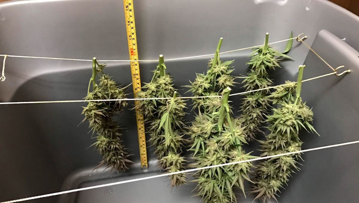 Trocknen der geernteten Cannabispflanzen.