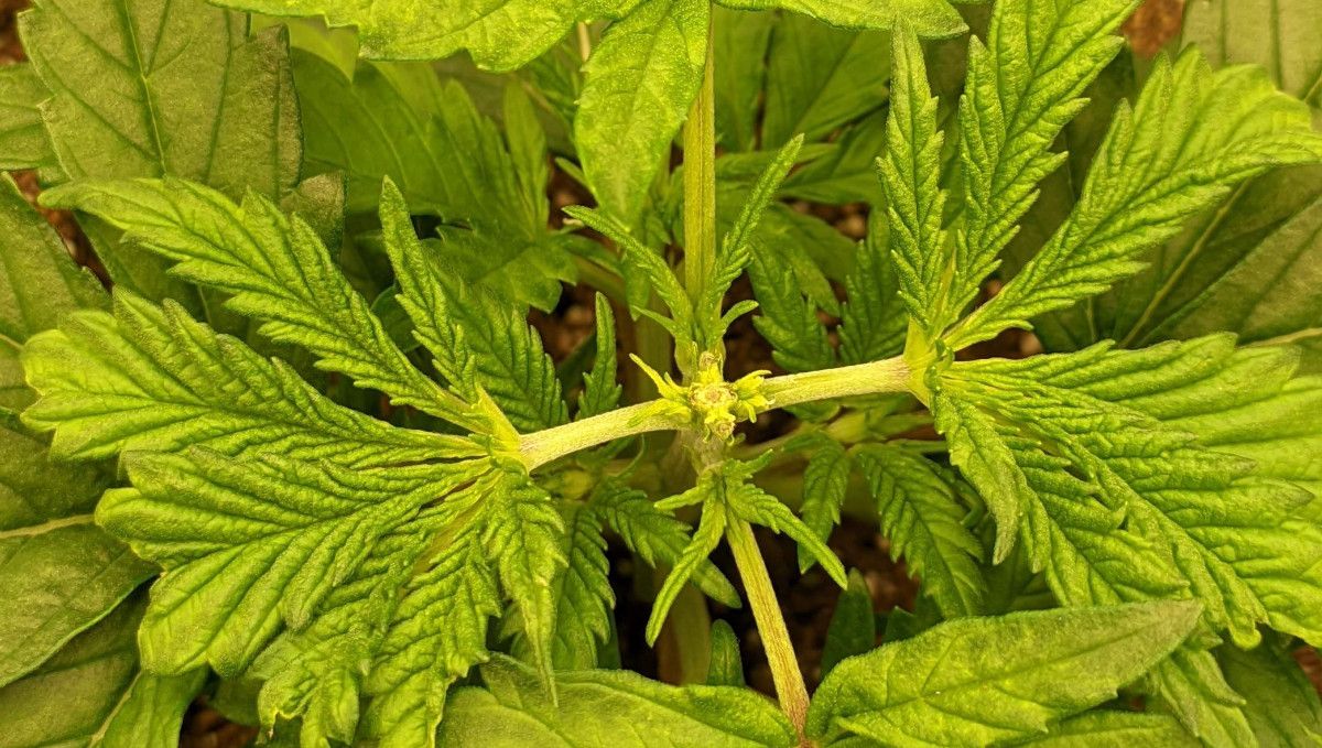 Gorilla Cookies FF cannabis strain: mid veg | a plant's top after a FIM procedure Gorilla Cookies FF cannabis strain: mid veg | a plant's top after a FIM procedure