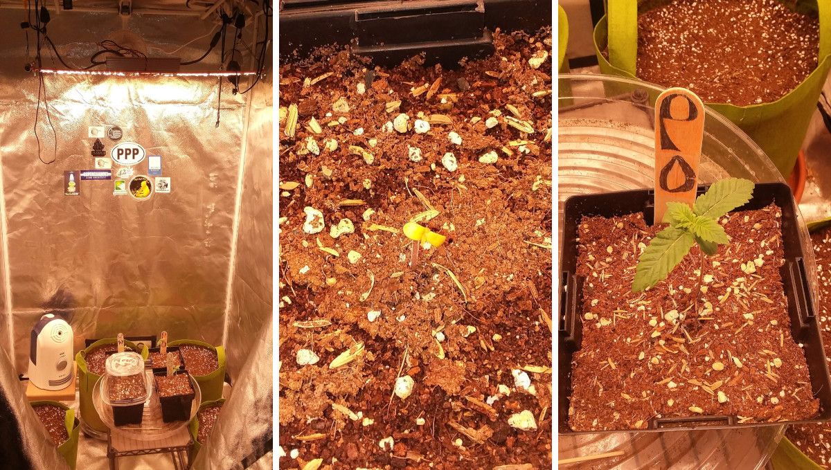 Pineapple Chunk Cannabis Strain Week-by-Week Guide: Three images showing a grow tent, a day-old yellow seedling, and the same seedling after one week
