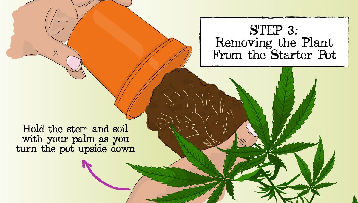 How to Successfully Repot a Cannabis Plant: A drawing showing a young cannabis plant taken out of the starter container before repotting How to Successfully Repot a Cannabis Plant: A drawing showing a young cannabis plant taken out of the starter container before repotting