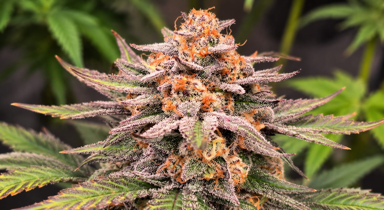 Cannabis Roots: Boost root development Cannabis Roots: Boost root development