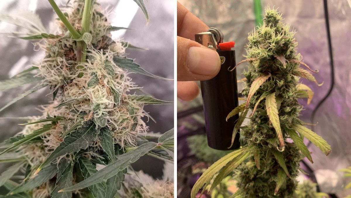 Strawberry Cheesecake Auto cannabis strain: ripening and harvest | weeks 10 | closeups of buds in the middle of one plant and on top of the other; both are maturing and looking frosty but still with lots of white hairs