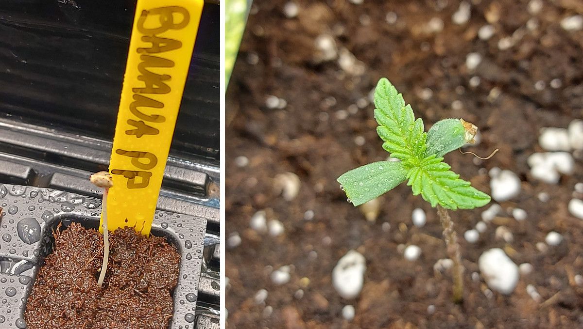 Banana Purple Punch Auto Cannabissorte: Keimung und Keimlingsphase | Woche 1 | Ein Keimling mit noch anhaftender Schale und nach dem Entfernen der Schale Banana Purple Punch Auto Cannabissorte: Keimung und Keimlingsphase | Woche 1 | Ein Keimling mit noch anhaftender Schale und nach dem Entfernen der Schale