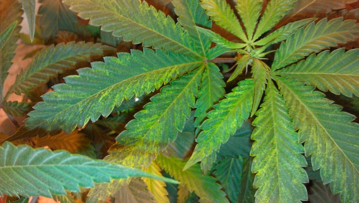 Foliar feeding guide: combine the two Foliar feeding guide: combine the two