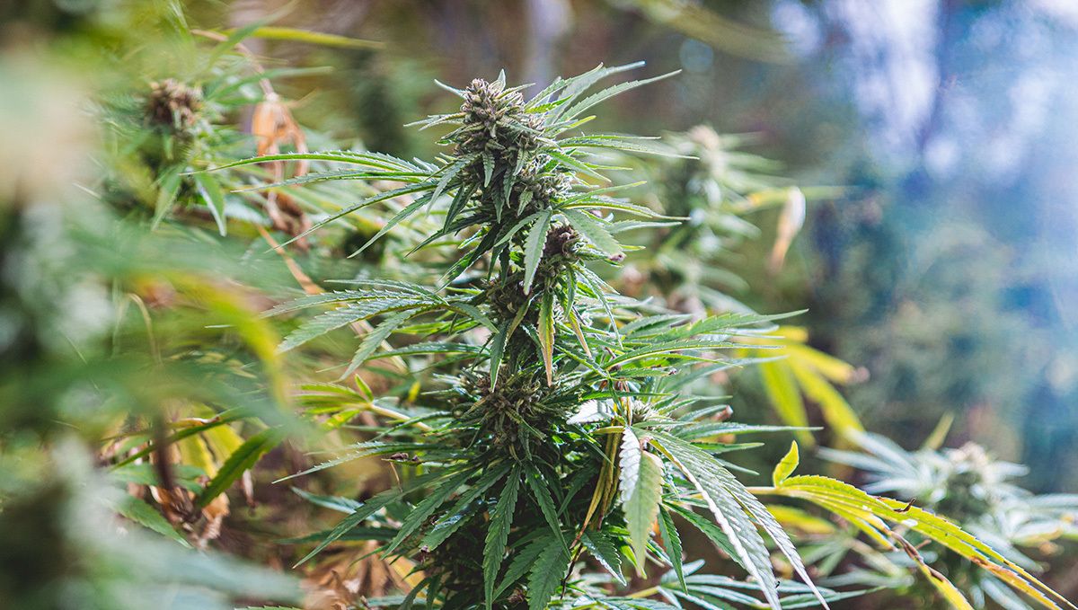 Weed in portugal: growing