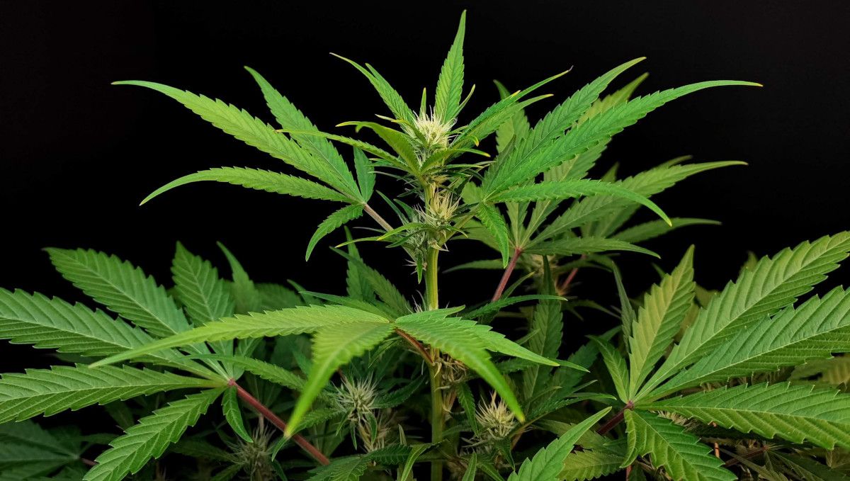 Tropicana Cookies Auto cannabis strain: transition (pre-flower) | week 5 | an indoor autoflower with fluffy tops Tropicana Cookies Auto cannabis strain: transition (pre-flower) | week 5 | an indoor autoflower with fluffy tops