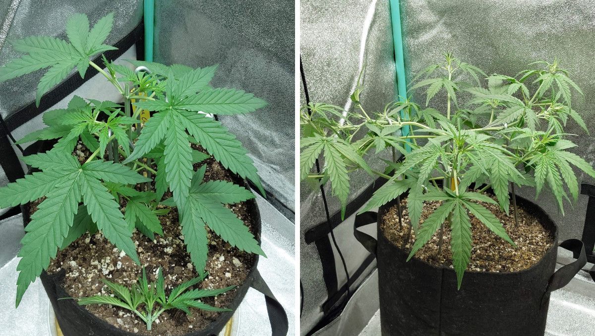 Mimosa Cake Auto cannabis strain: early veg | weeks 3-4 | an autoflower growing rapidly after a topping Mimosa Cake Auto cannabis strain: early veg | weeks 3-4 | an autoflower growing rapidly after a topping