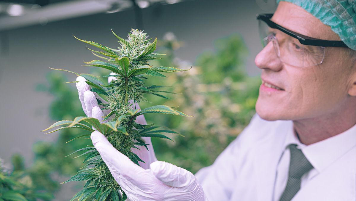 Was hält die Zukunft für die autoflowering Genetik bereit Was hält die Zukunft für die autoflowering Genetik bereit