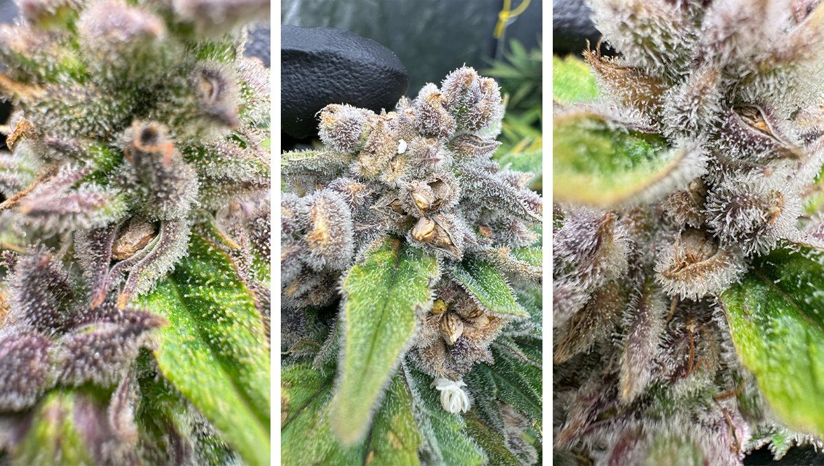 SeedsInBuds.jpg Gorilla Cookies Buds With Seeds