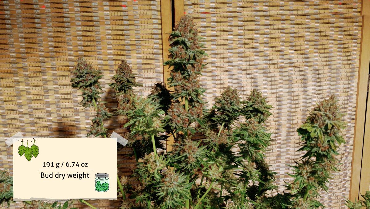 GG4 Sherbet FF cannabis strain: yield | an indoor plant with dense mature buds covered in brown pistils