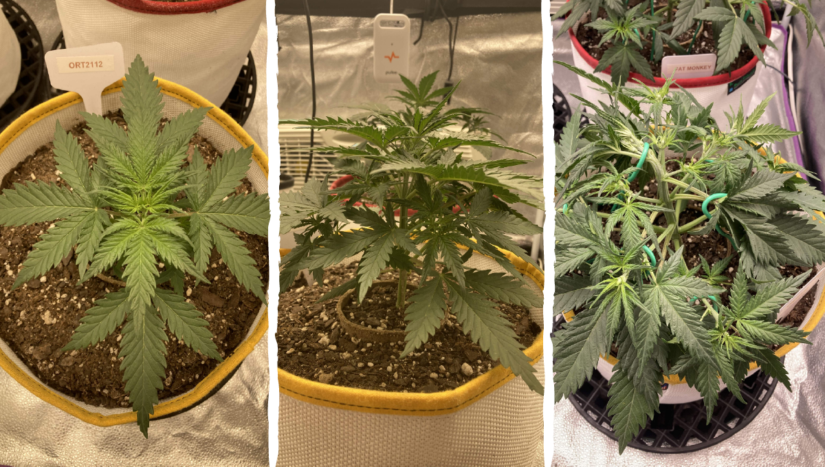 Trainwreck auto week-by-week: vegetative stage week 2 Trainwreck auto week-by-week: vegetative stage week 2