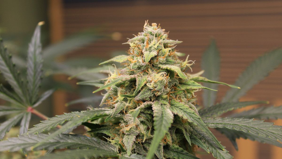 Big Bud Auto Cannabis Strain Week-by-Week Guide: A close-up of an indoor bud with a lot of trichomes and a 50/50 ratio of white-to-brown pistils