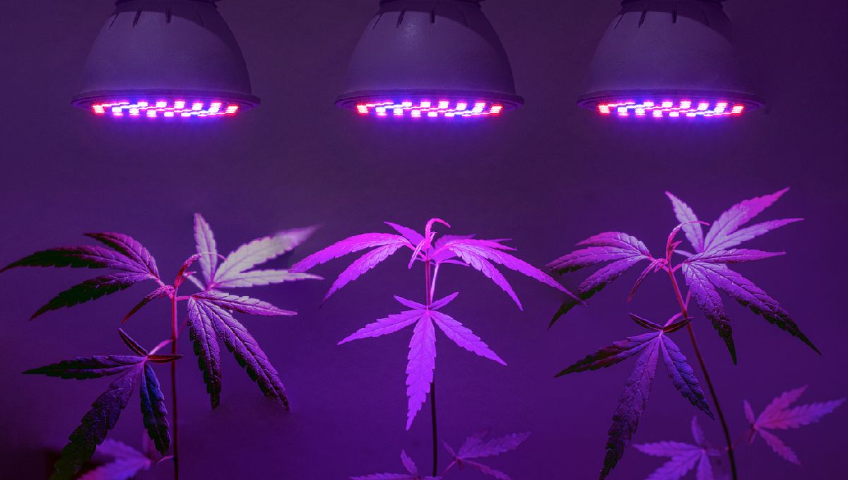 Indoor lights for cannabis grow: light positioning Indoor lights for cannabis grow: light positioning