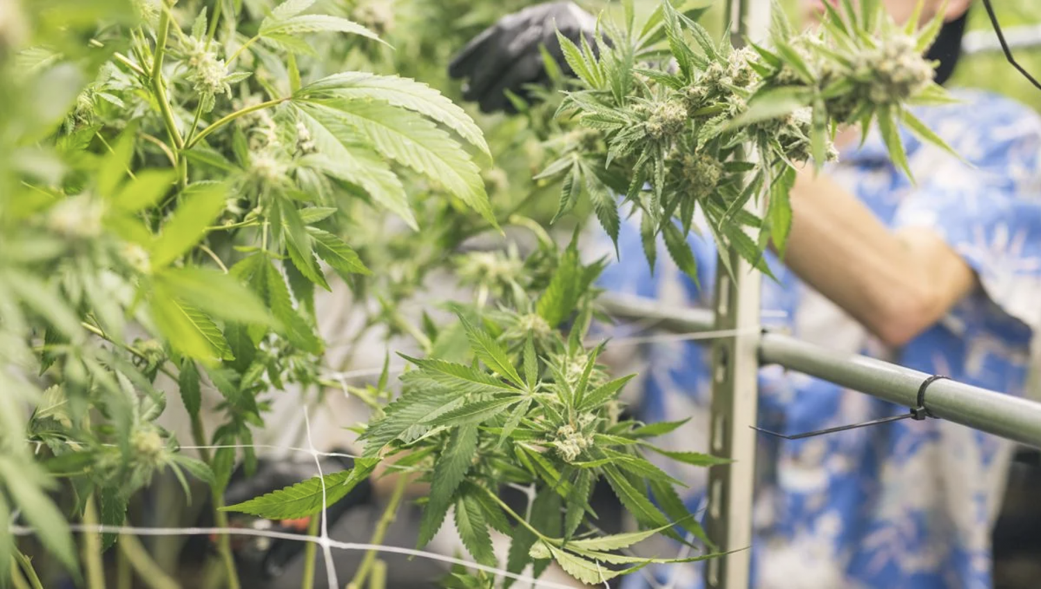 Screenshot 2021-06-04 at 14.00.03.png