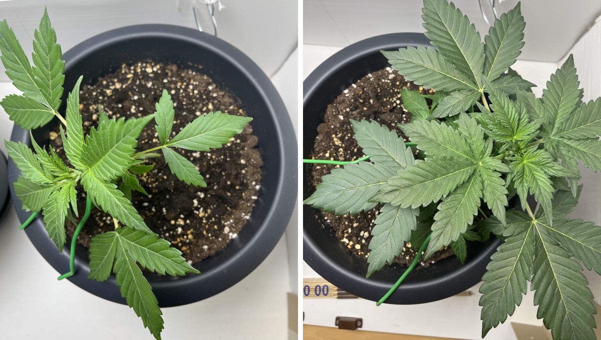 Six Shooter Auto cannabis strain: mid veg | weeks 3-4 | a low-stress trained plant