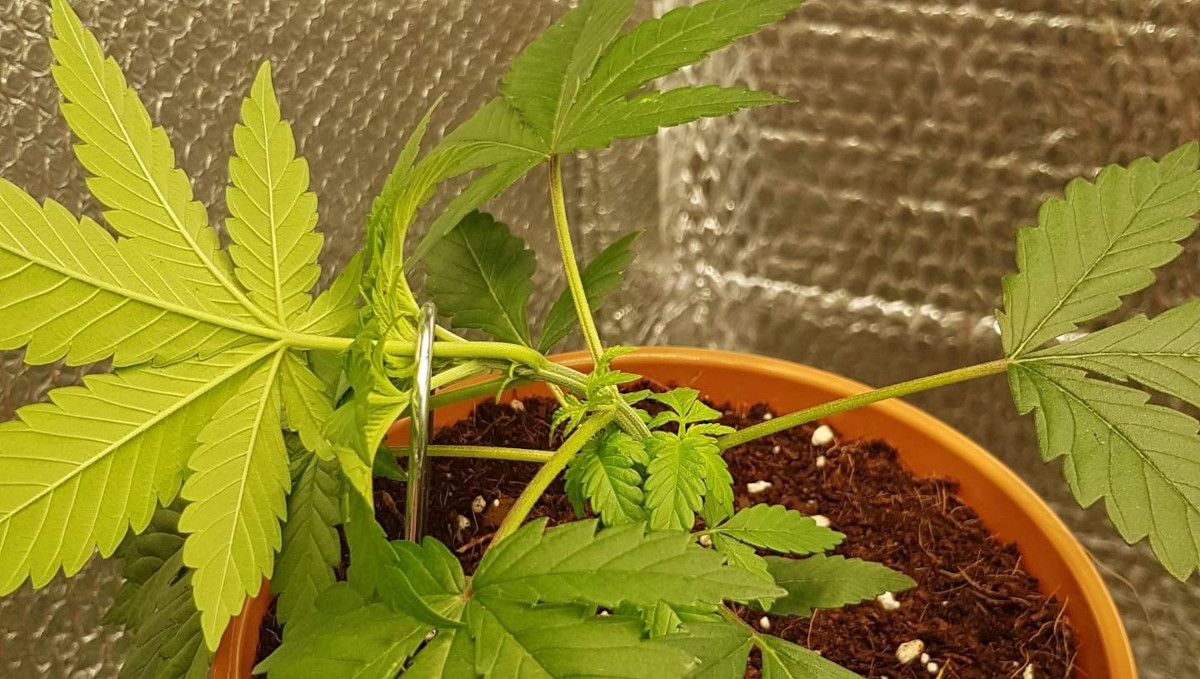 Orange Sherbet FF cannabis strain: mid veg | weeks 3-6 | central stem bent and held secure with a wire Orange Sherbet FF cannabis strain: mid veg | weeks 3-6 | central stem bent and held secure with a wire