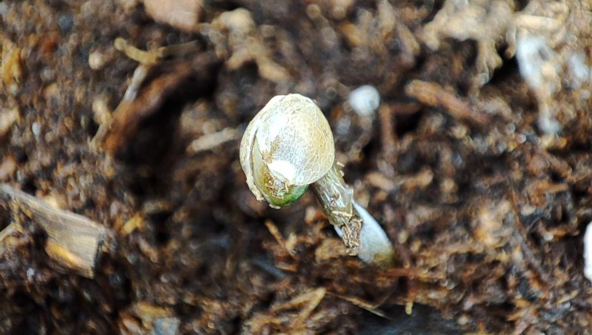 Orange Sherbet FF cannabis strain: germination and seedling stage | week 1 | sprouted with the helmet head on Orange Sherbet FF cannabis strain: germination and seedling stage | week 1 | sprouted with the helmet head on