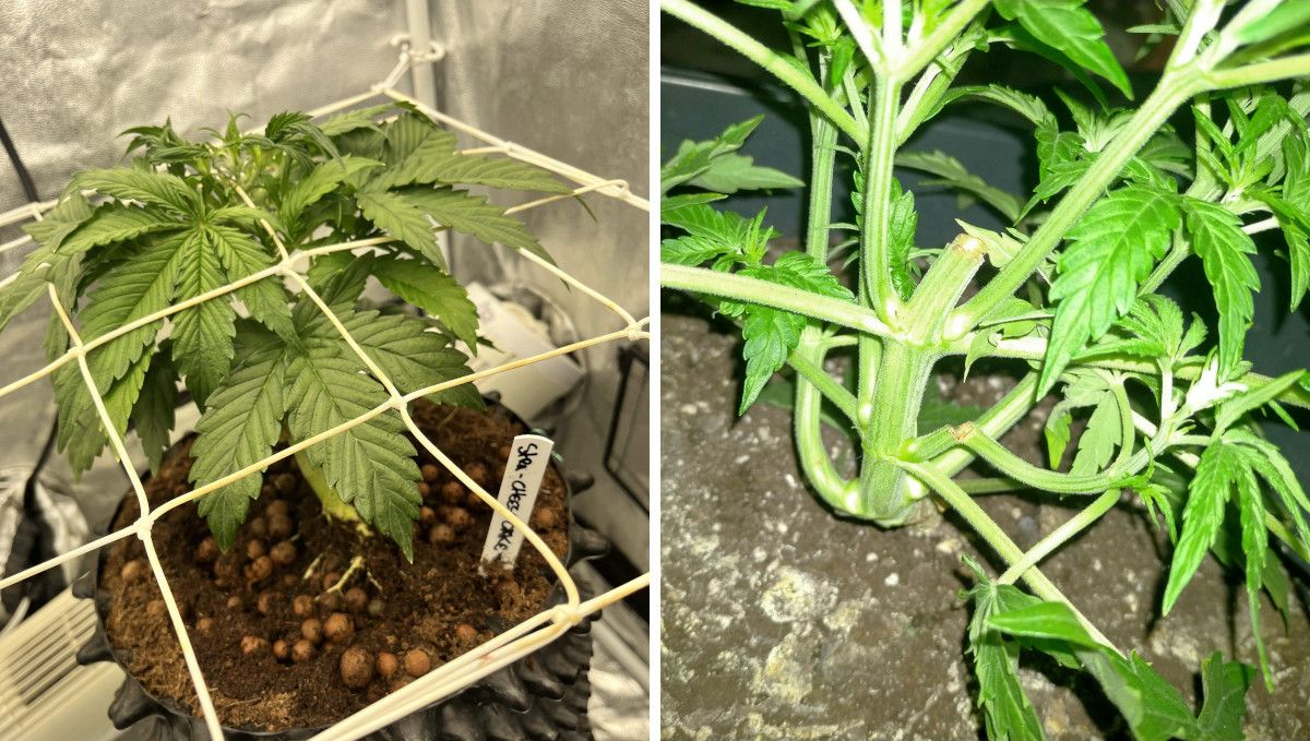 Strawberry Cheesecake Auto cannabis strain: mid veg | weeks 3-4 | the LST (ScrOG) and HST (topping) training methods compared