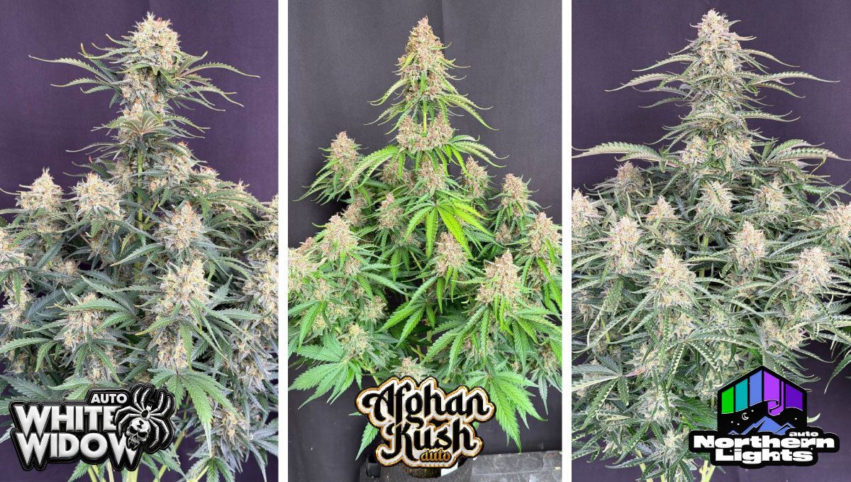 Collage2.jpg White Widow Auto, Afghan Kush Auto and Northern Lights Auto