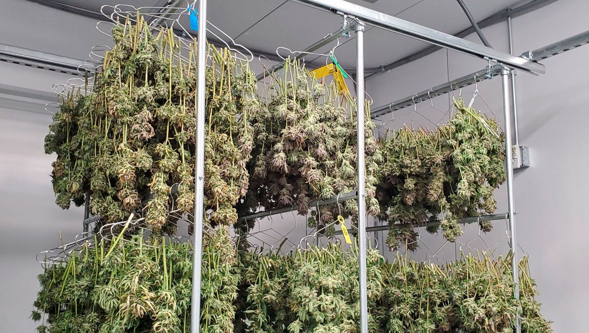 Jack Herer Auto Cannabis Sorte - Woche zu Woche Ratgeber: Blüten trocknen