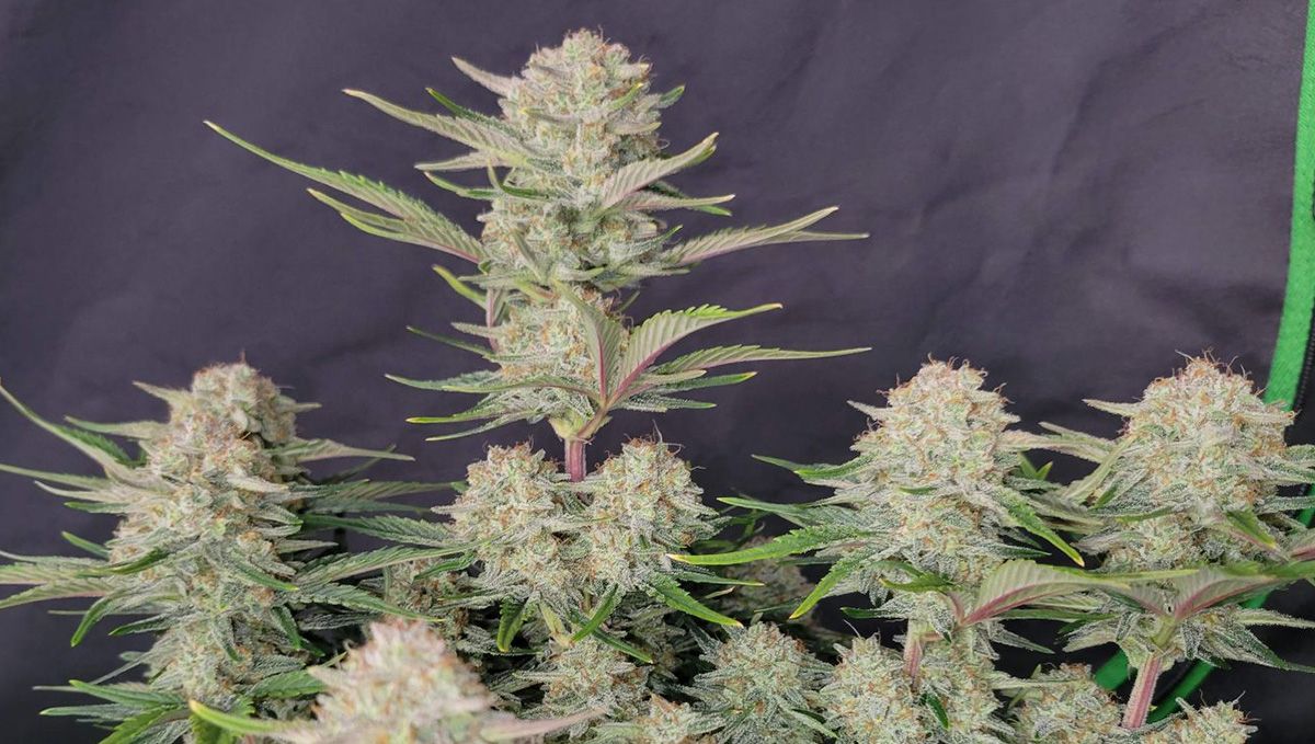 Bild-Alt-Text: Top 5 der besten Indica-Autoflower-Sorten: Apricot Auto