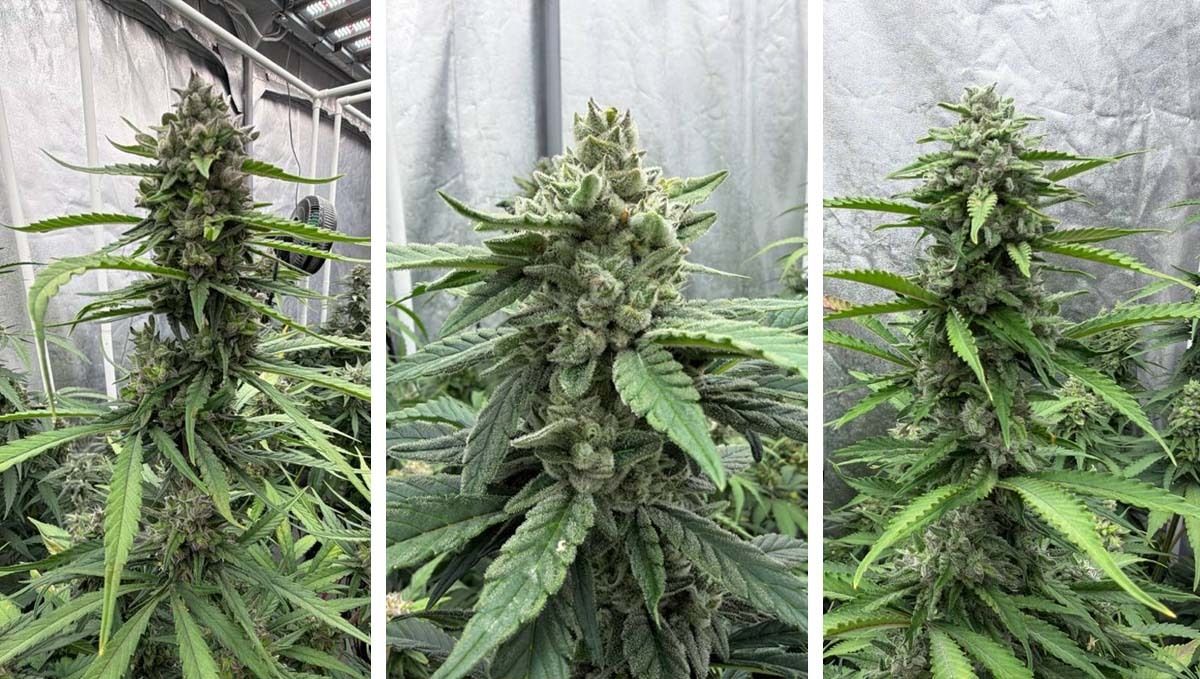 col2.jpg Flowering of Gorilla Cookies