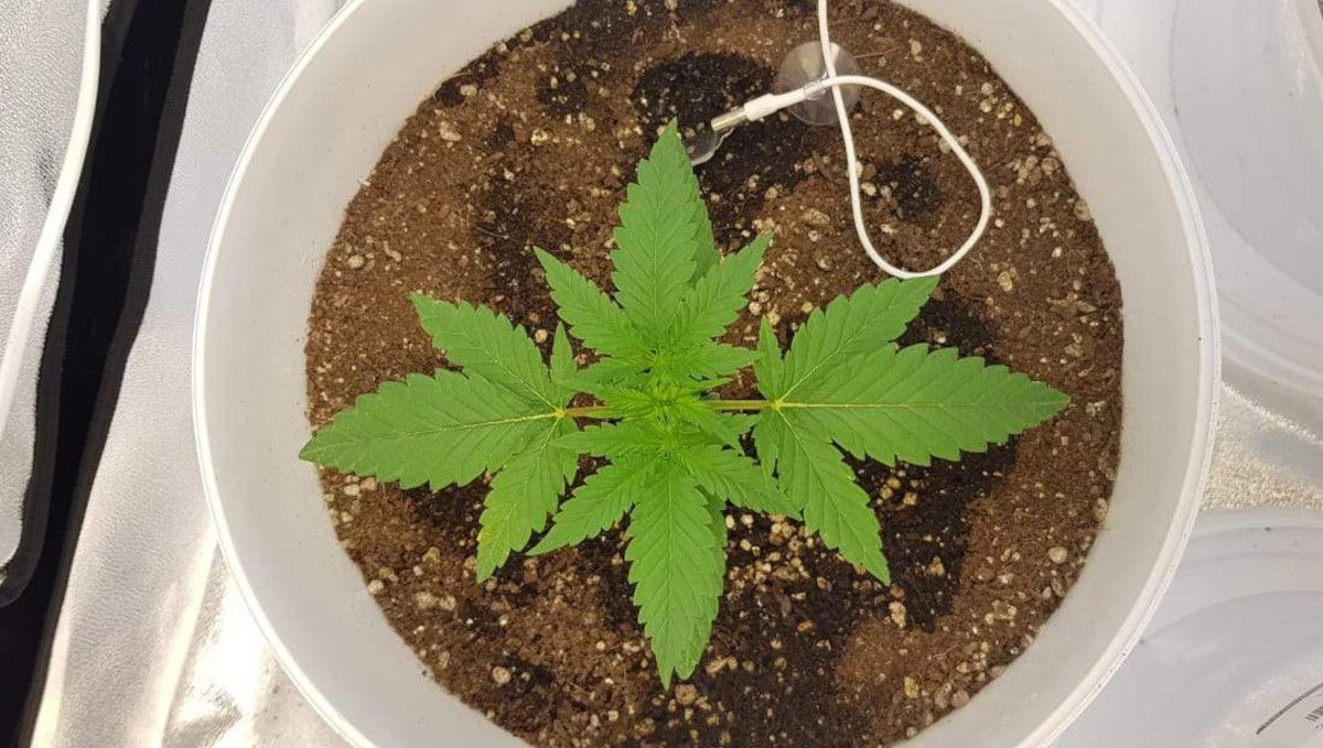 Auto Mazar cannabis strain: early veg | week 2 | a young indoor plant in a pot seen from above