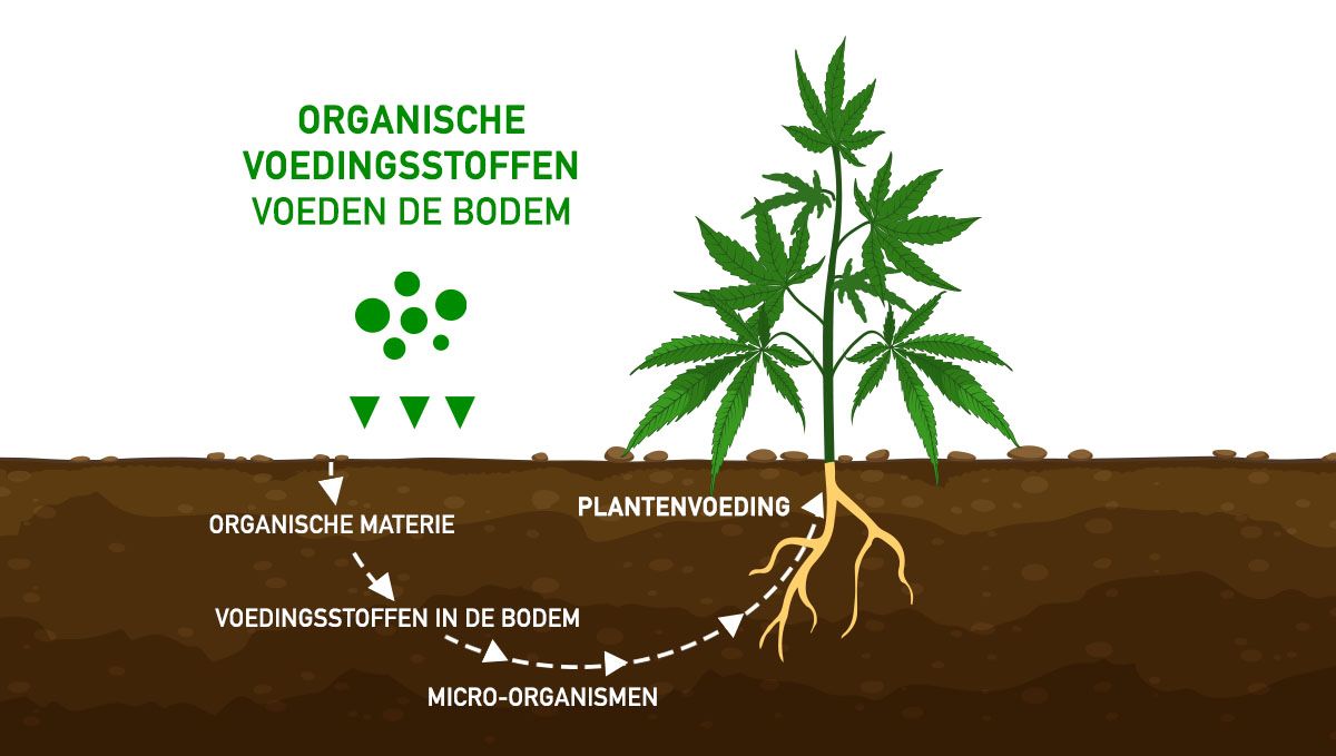 Je knoppen laten aandikken voor je beste oogst ooit: Organische voedingsstoffen